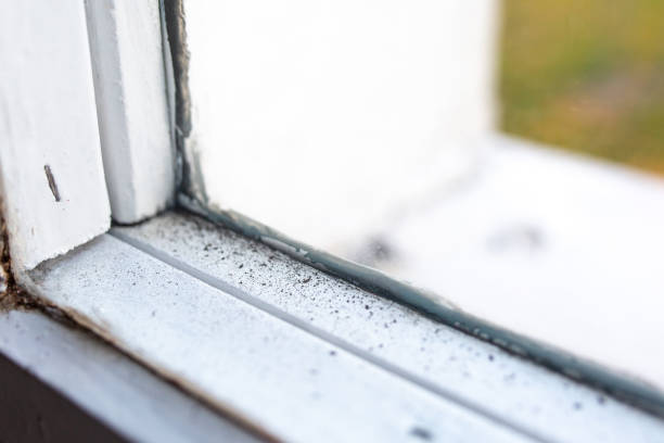 Best Basement Mold Removal  in Wheatley Heights, NY
