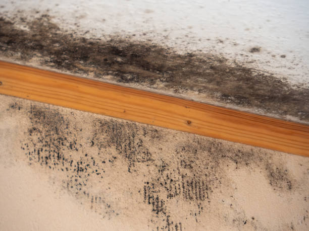 Best Dehumidification Services  in Wheatley Heights, NY