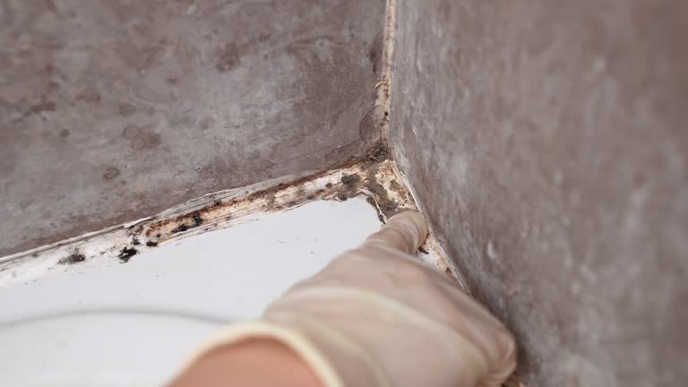 Best Mold Remediation for Healthcare Facilities  in Wheatley Heights, NY